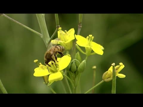 Pesticides found in San Diego's urban waterways, putting bees in danger